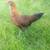Show Hens 5 thumbnail