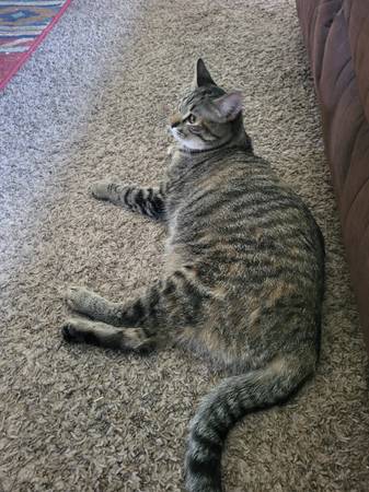 Indoor cats (Osceola)63671554485249122