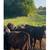 12 Black Heifers/3 Steer 3 thumbnail