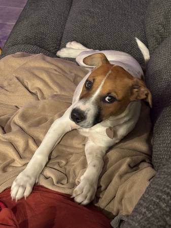 8 mo old puppy (Dona Ana)63834020518401121
