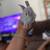 8 Week Boy Bunnies 2 thumbnail