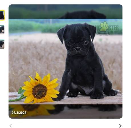 10 week old Black Pug 1