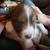 Akc standard Australian sheperds 9 thumbnail