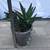 A large clay pot with lots of Tiger Tooth aloe succulents 4 thumbnail