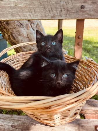 Kittens 1