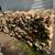 split dry hard wood, firewood 2 thumbnail