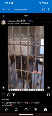 Sweet and Gentle German Shepherd (Carmichael)63881394857603121