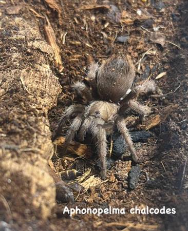 Adoptable reptiles63873146024449124