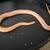 Mature male creamsicle tessera corn snake 3 thumbnail