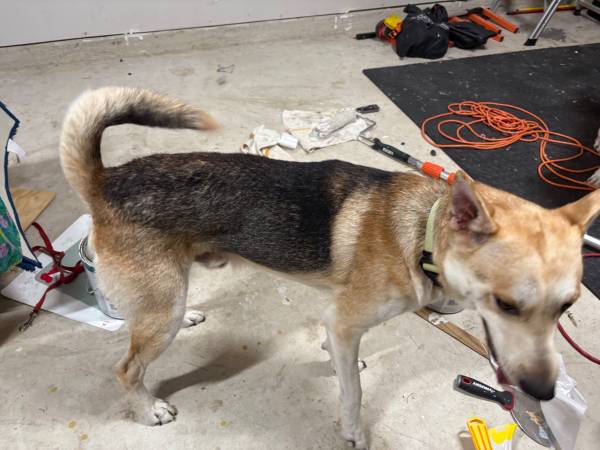 Husky Mix (san antonio)63373486263939121