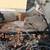 YARD WORK 🌳 LANDSCAPING  HAULING JUNK DEMOLITION CALL 5109277291 18 thumbnail