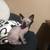 Sphinx Kittens 7 thumbnail