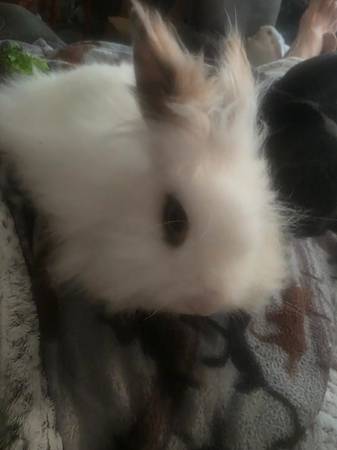 Beautiful male lion head rabbit 1