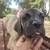Cane corso pup 1 thumbnail