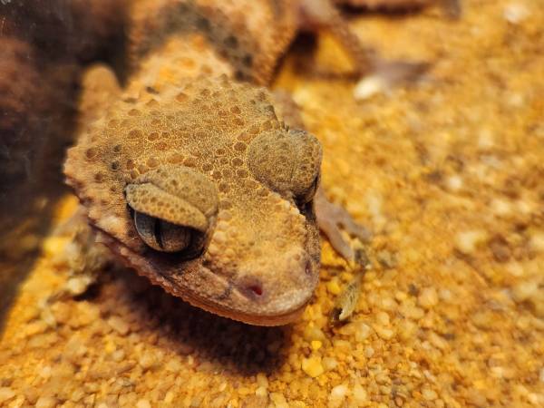 Knob tail gecko pair (Olympia)63869819674497121