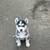 Husky puppies rehoming 15 thumbnail