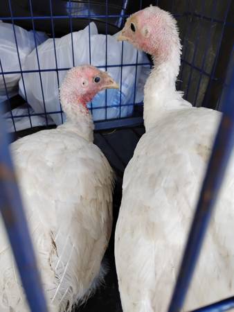 Animals (Fruitport)63910107132035120