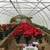 THREE 24’ X 96’ GREENHOUSE KITS-(6,912 ft of growing space) 17 thumbnail
