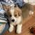 Corgi puppies available 2 thumbnail