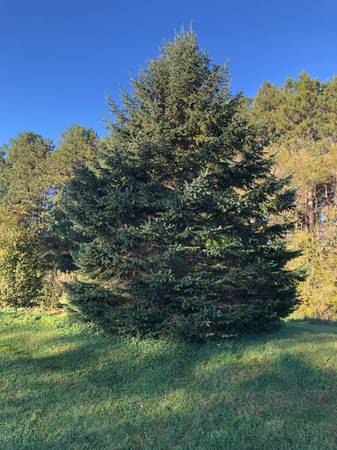 Lawn Clippings & Leaf Hauling 1