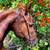 Chestnut Appendix Horse Gelding for Lease 3 thumbnail