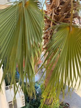 $450 / 2br - Ven a San Felipe Baja California (San Felipe Baja California)63839300024451120