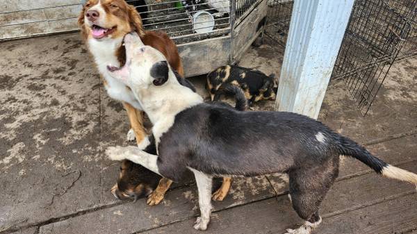 Dos perros de granja (New Bloomfield)63981874880258120