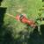 24" Dual Action Electric Hedge Hog Hedge Trimmer with Rotating Handle 1 thumbnail