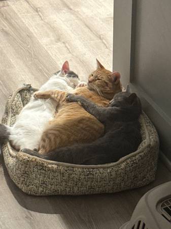 Kittens to a new home- Bella and Rain64146955766657124