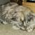 Rehoming Maine Coon Kitten Polydactyl 4 thumbnail