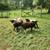 Sheep Ram Lambs 2 thumbnail