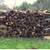 OAK FIREWOOD SEASONED SPLIT FREE DELIVERY 4 thumbnail