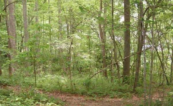 $119.900, increíbles 7 acres en venta (reducido 10 mil) (Nancy, KY (Willow Oaks))63470403419011123