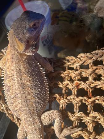 Several different reptiles 1