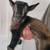 Nigerian dwarf/fainting goat mix 8 thumbnail