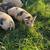 Kunekune Piglets 3 thumbnail