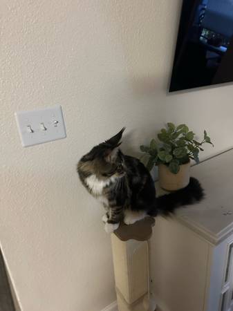 Main coon (Antelope)63848874883457121