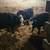 Feeder calves 2 thumbnail