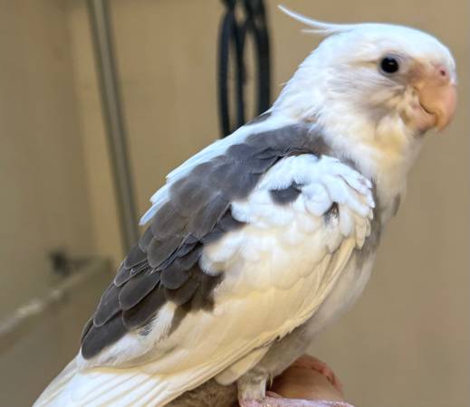 Handfed male Whiteface pied cockatiel (Lynnwood,WA)63853650758915121