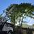 TREE REMOVAL SERVICE 2 thumbnail