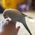 Parrotlet and Quaker 6 thumbnail