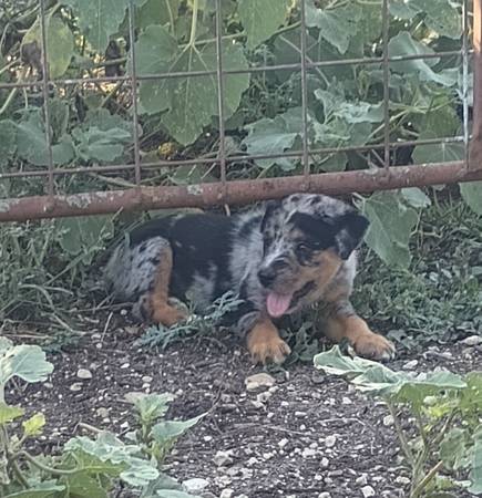 Australian shepherd and blue heeler puppies (McGregor)63661959654531121