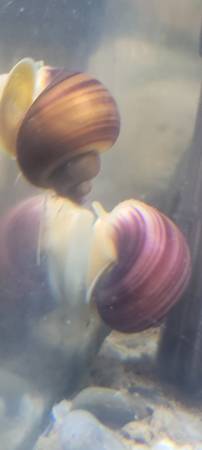 Mystery Snails 1