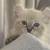 Rehoming Snow Leopard Savannah Highlander Kittens 6 thumbnail