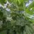 Fig trees 3 thumbnail