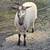 3 Ewe Lambs - Katahdin/Suffolk/Hampshire Cross - $150 Each 3 thumbnail
