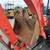 2017 Kubota U17 VR1 Compact Mini Excavator Mini Ex 18In Bucket 17Hp 10 thumbnail
