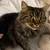 5 year old tabby 1 thumbnail