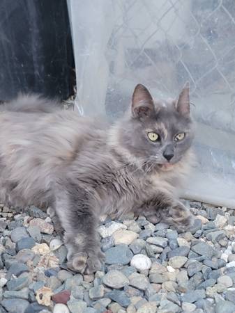 Found - Lost Cat 1