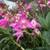 Dendrobium kingianum species orchid 4" pot 1 thumbnail